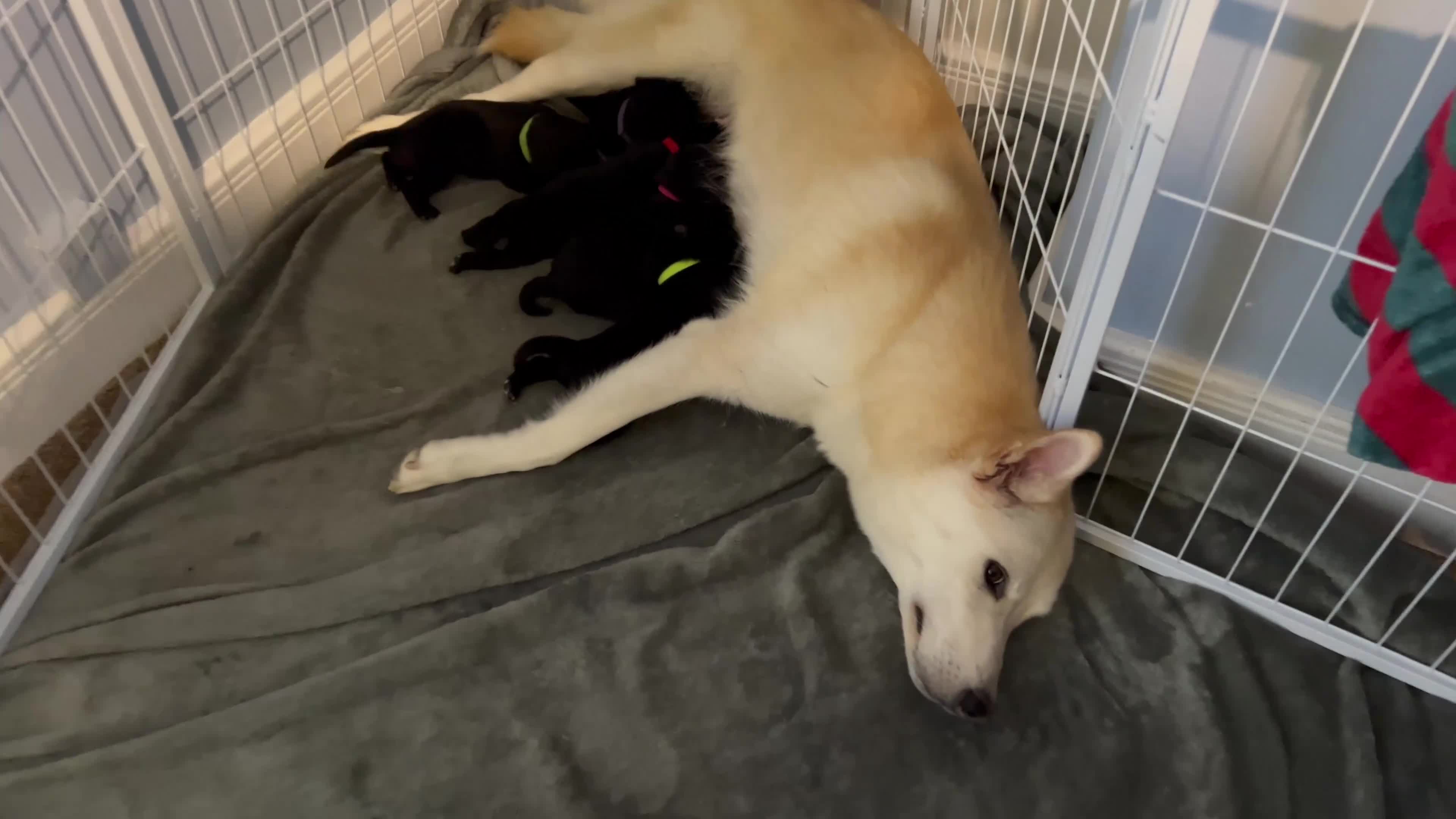 Mixed Breed dogs for sale: English Springer Spaniel X Husky (Spruskys)  - Video 1