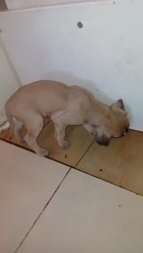 Mixed Breed dogs for sale: Puppies for sale  - Video 1