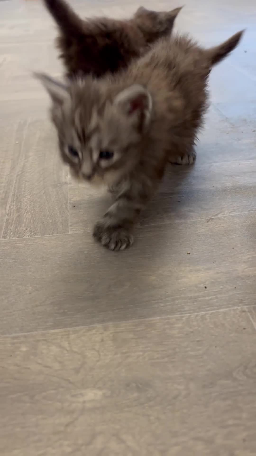 Maine Coon cats for sale: Large Tica Polly kittens - Video 3