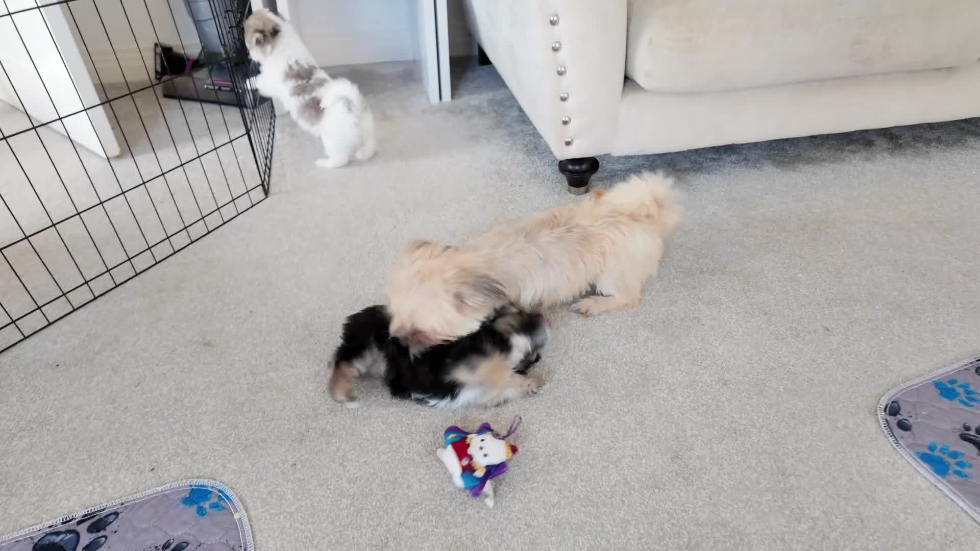 Mixed Breed dogs for sale: Beautiful Shorkie-Poo / Pom-Poo Puppies - Video 1