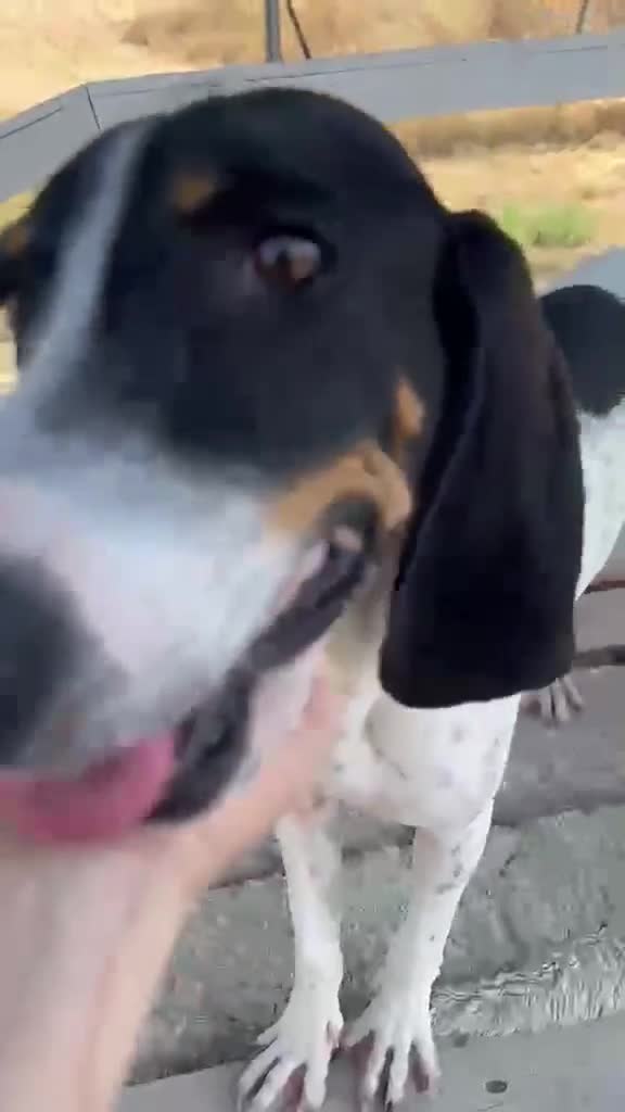 Mixed Breed cats for adoption: Lisbon - Sweetheart Dog with much love to give.  - Video 3