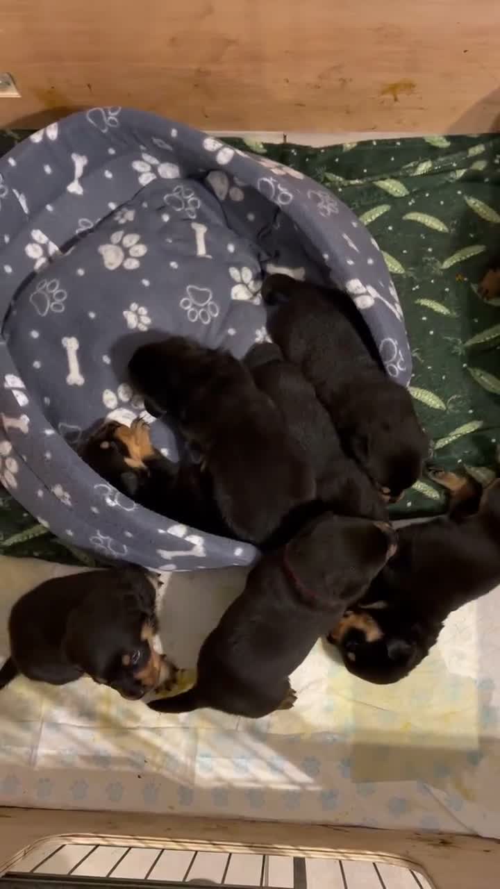 Rottweiler dogs for sale: Tilly’s puppies  - Video 1