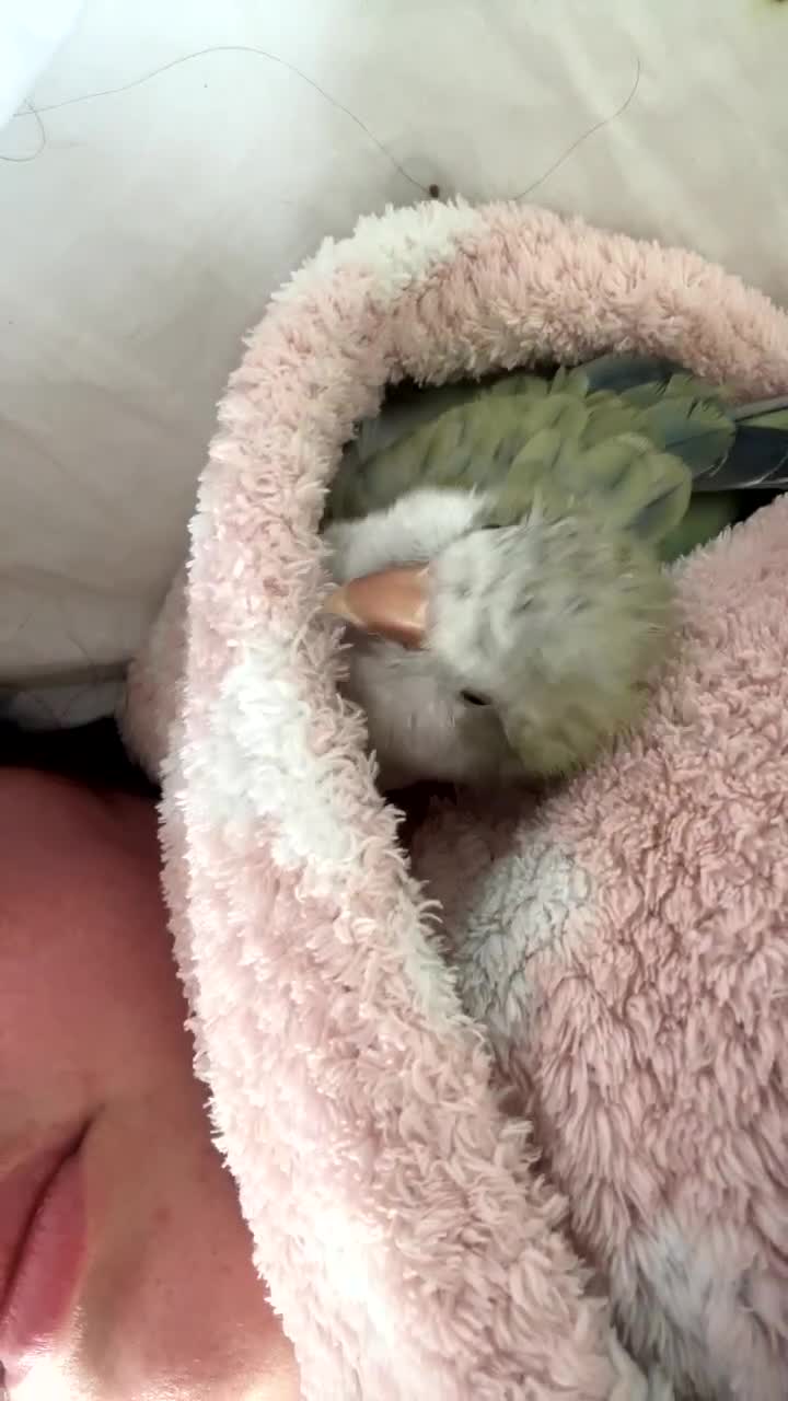 Parrots birds for sale: Quaker parrot for sale  - Video 2