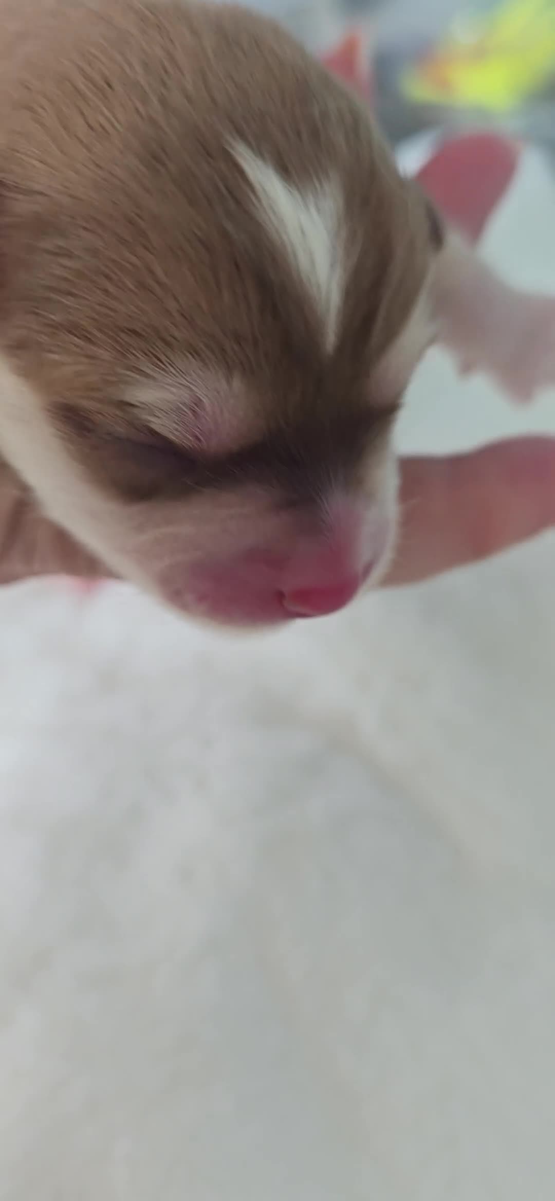 Pomsky dogs for sale: FIVE STUNNING POMSKY PUPPIES  - Video 3