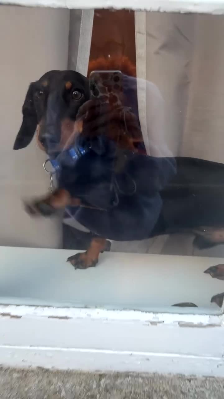 Miniature Dachshund dogs for sale: True miniature dachshund for sale  - Video 1