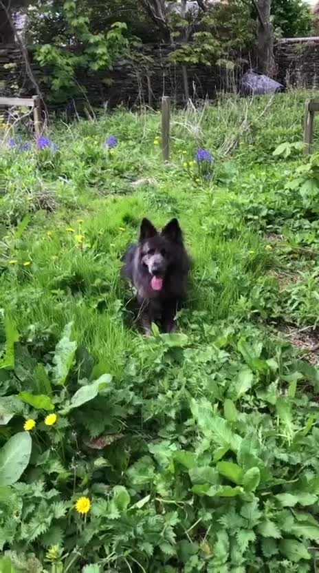 German Shepherd dogs for sale: Blue German shepherd  - Video 1