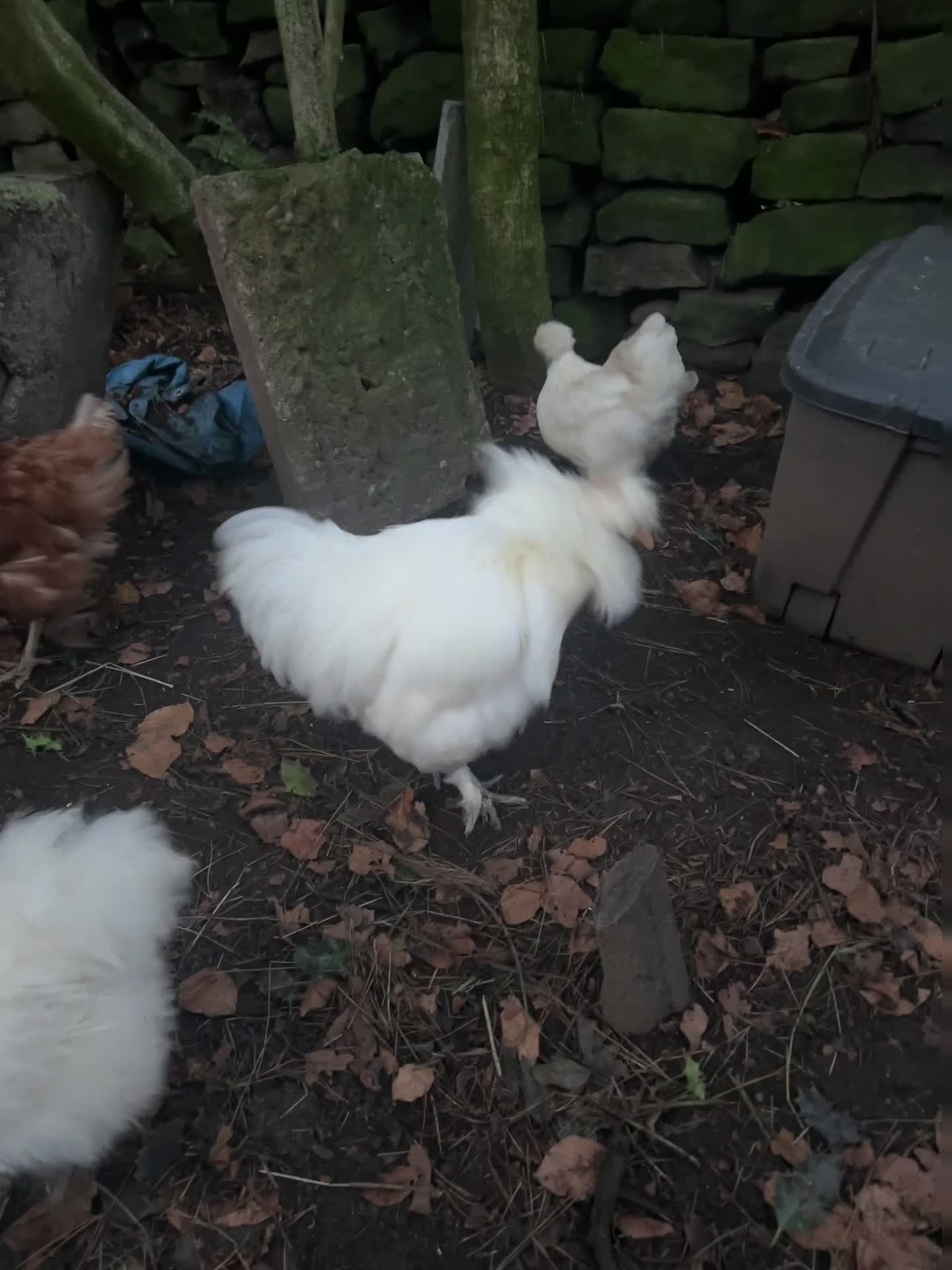 Chickens poultry for sale: Pure white silky male- proven breeder.  - Video 3