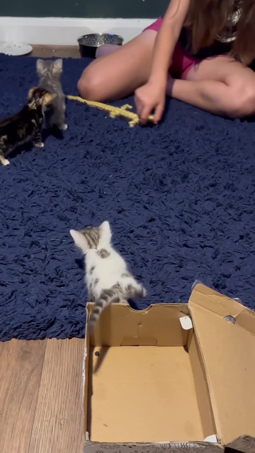 Bengal cats for sale: Bengal kittens  - Video 1