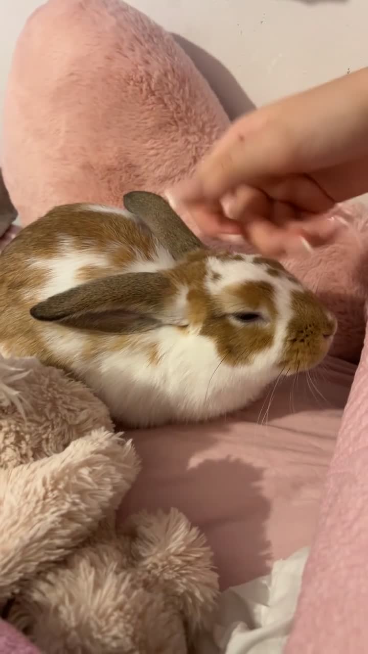 Mixed Breed rabbits for sale: female bun in Gloucester - Video 2