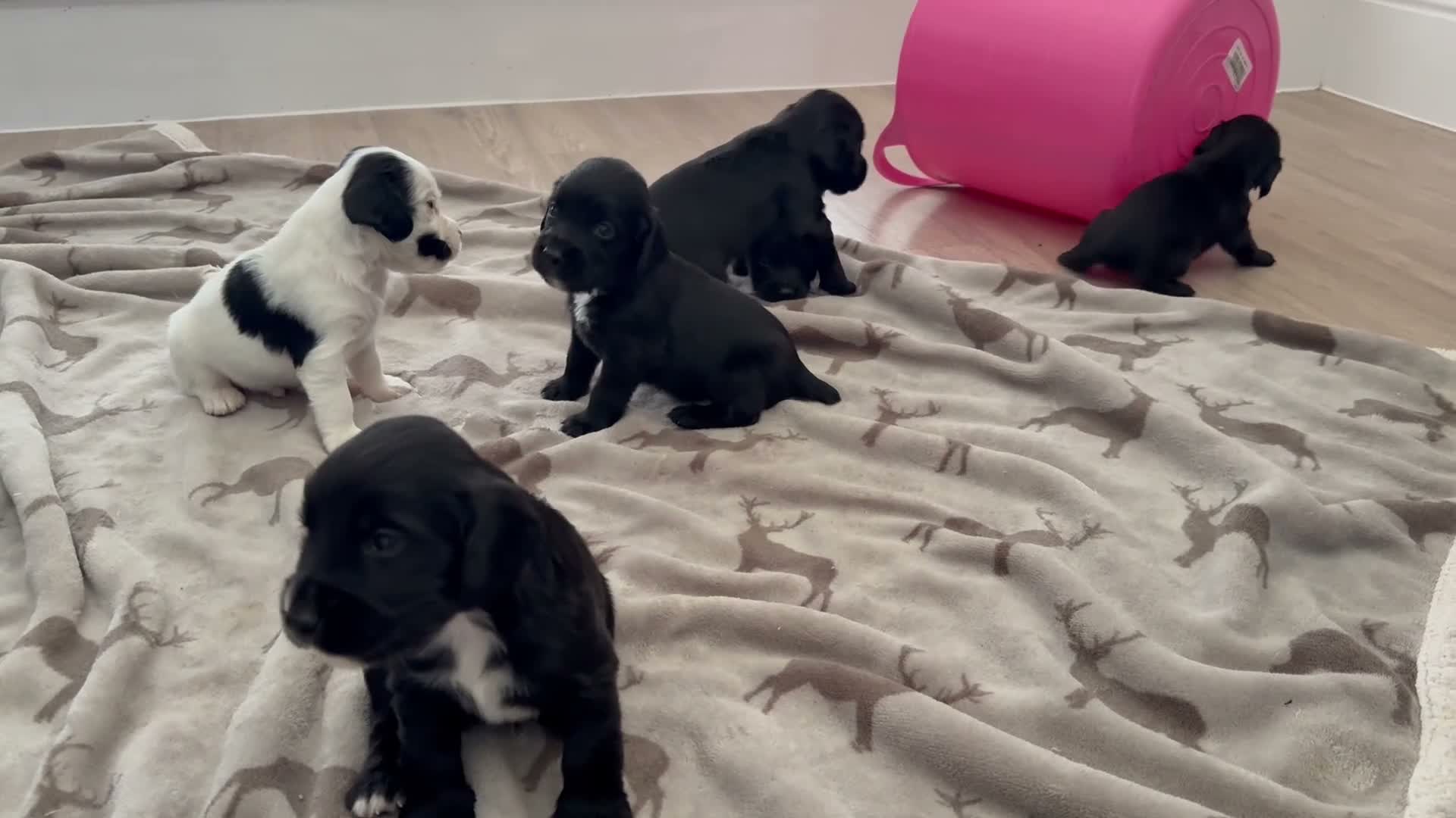 Cocker Spaniel dogs for sale: Game Keeper Bred Working Cocker Spaniel Puppies - Video 1