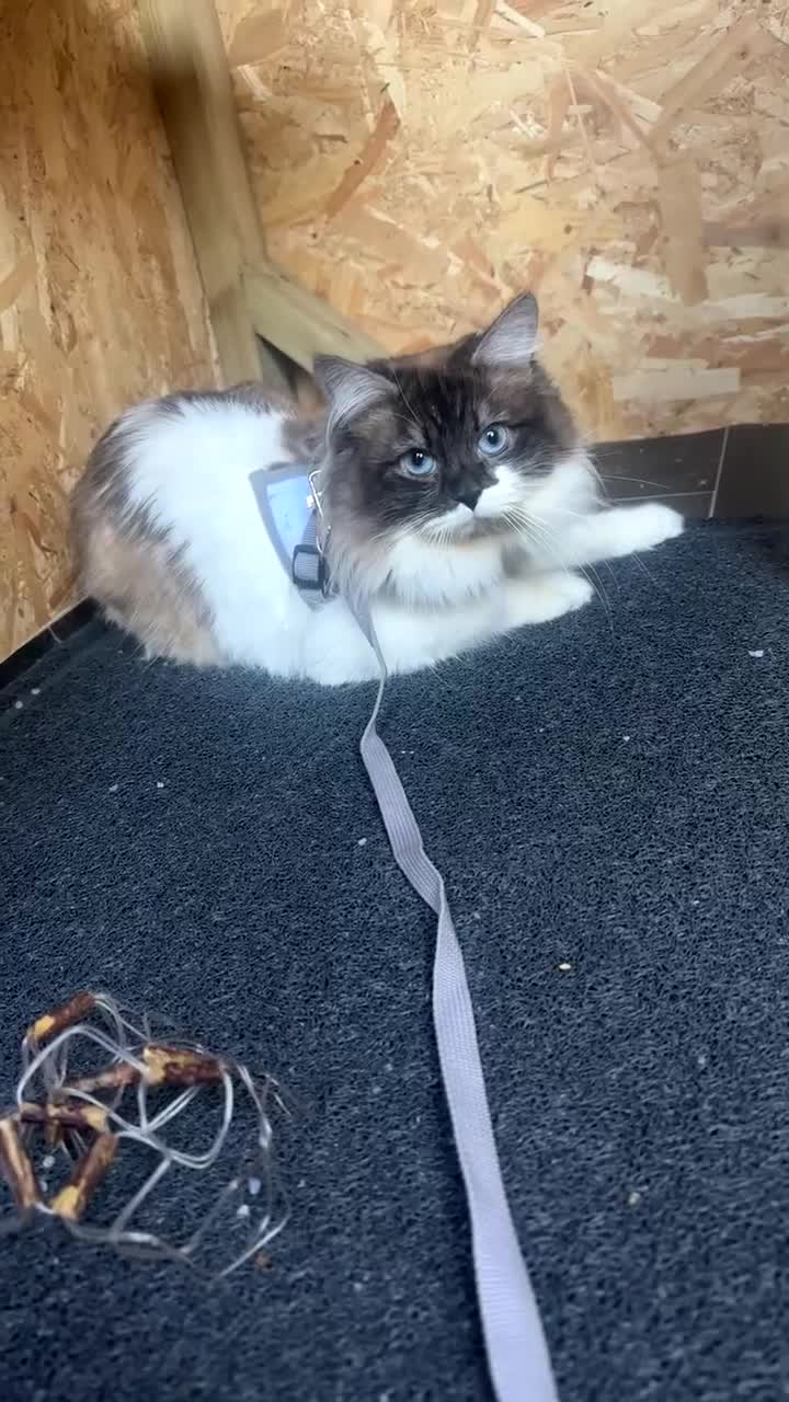 Mixed Breed cats for sale: Siberian & ragdoll cat - Video 1