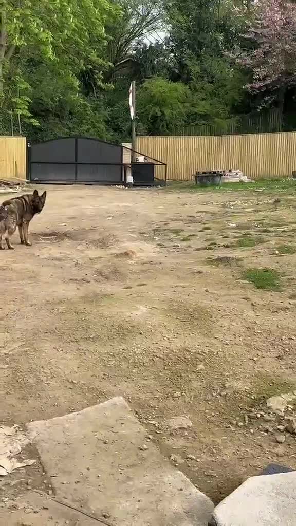 German Shepherd dogs for sale: Exceptional German Shepherd Puppies  - Video 3