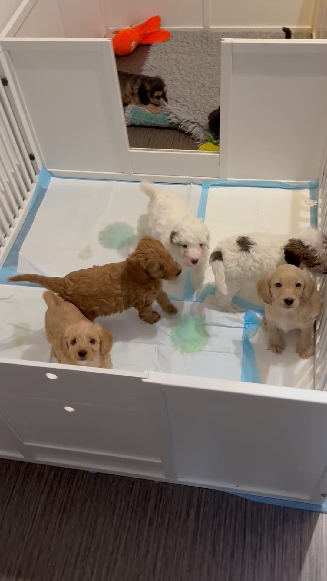 Australian Labradoodle dogs for sale: Update price and videos puppys ready 25/7 - Video 2