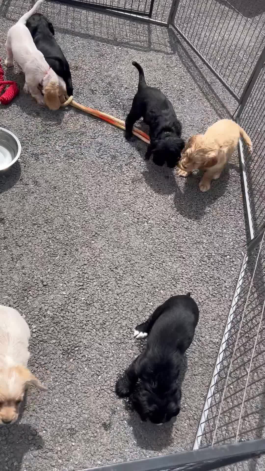 Cocker Spaniel dogs for sale: FULLY VACCINATED working cocker spaniel puppies  in Ashford - Video 2