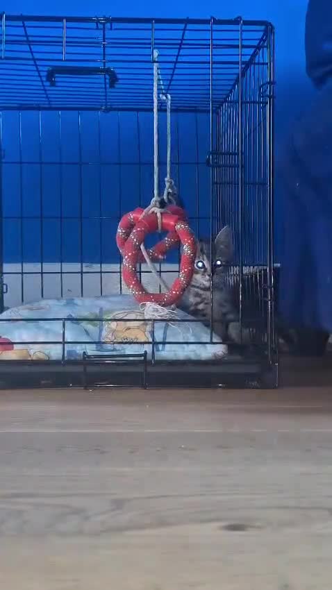 Mixed Breed cats for sale: Kittens looking for a loved home  - Video 1