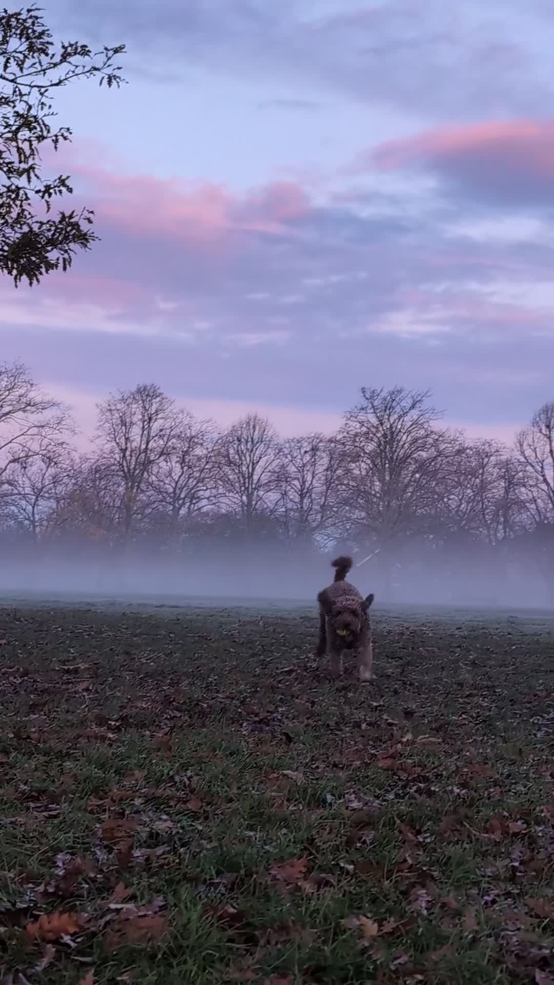 Lagotto Romagnolo dogs for stud: Meet Pesto - KC Lagotto at stud in London - Video 1