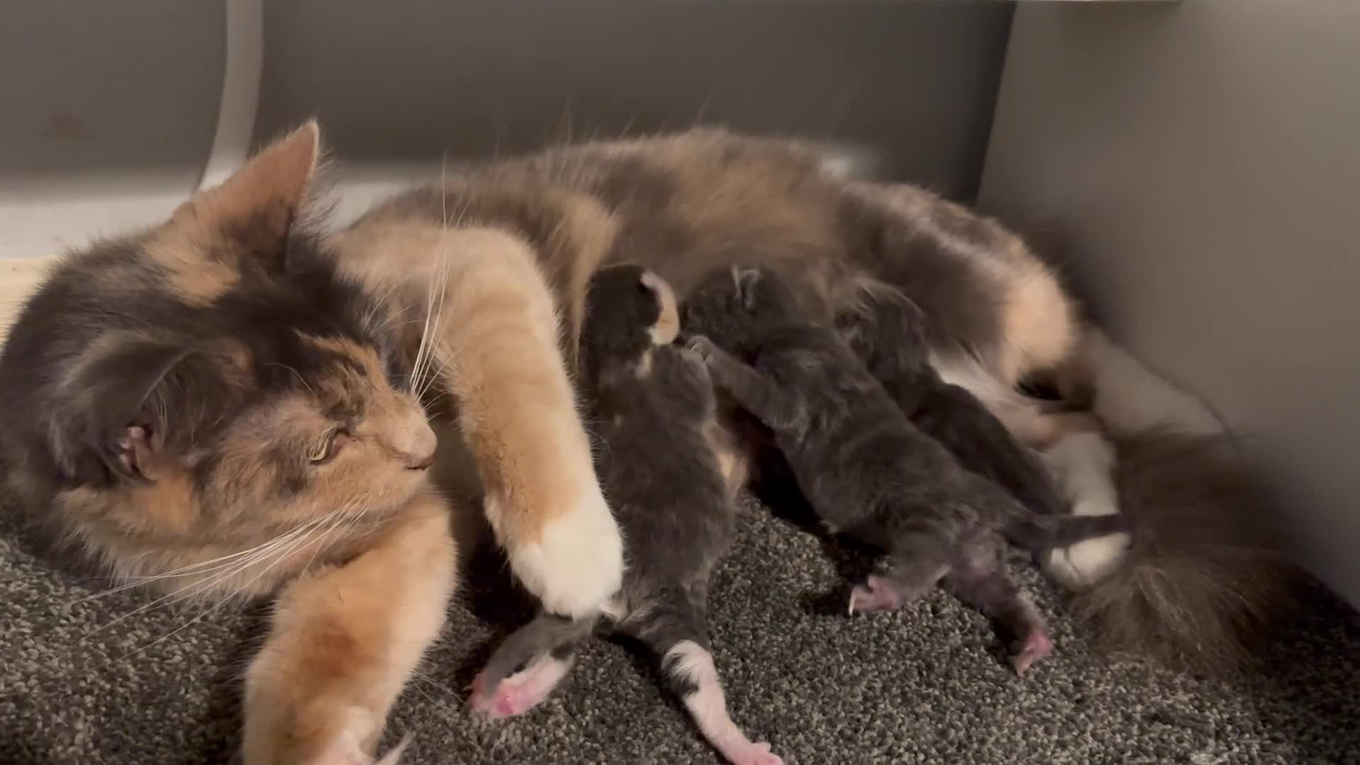 Mixed Breed cats for sale: Long Haired British Blue/Norwegian Forest kittens  - Video 1