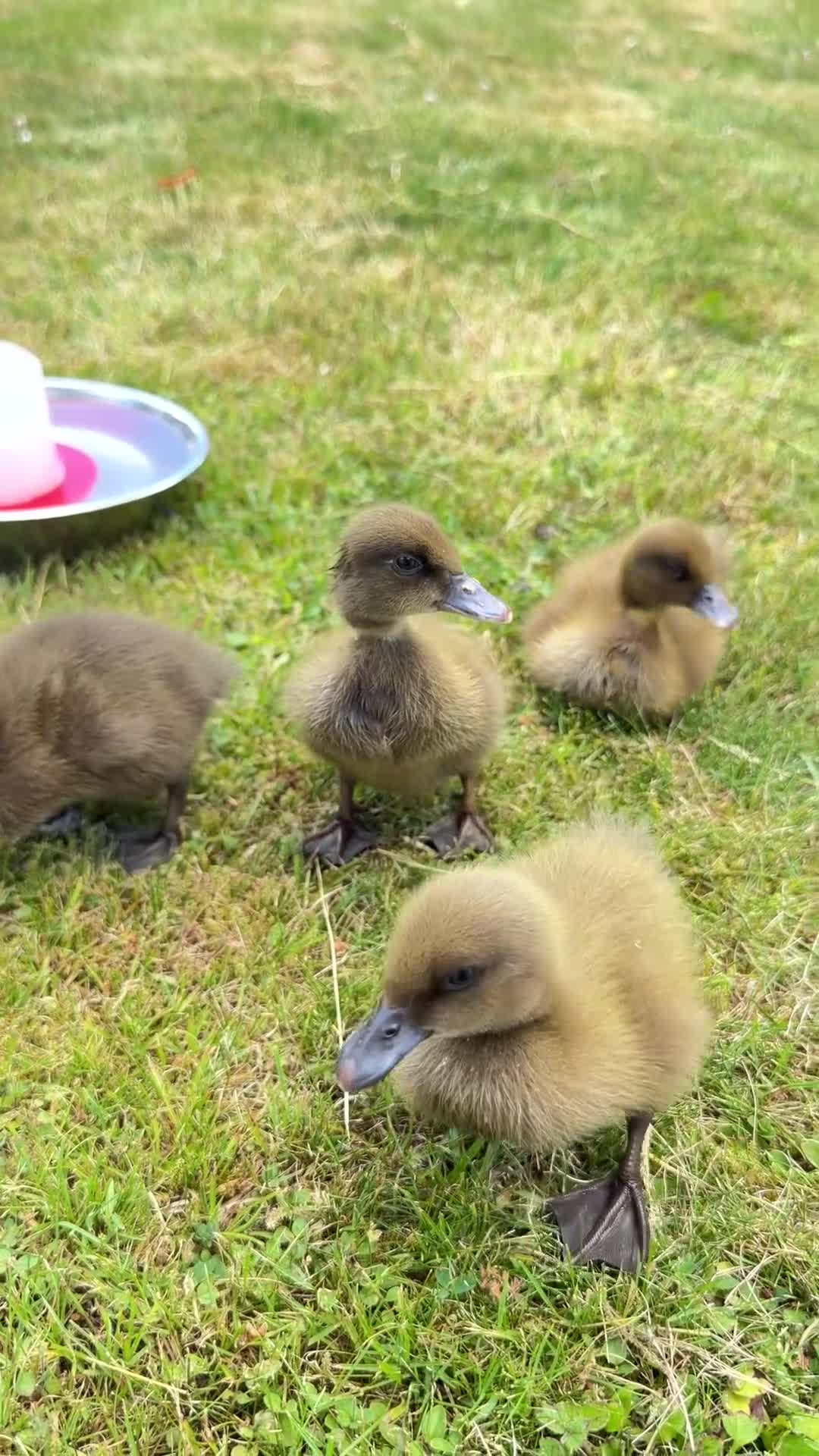 Ducks poultry for sale: Khaki Campbell Ducklings  in Shrewsbury - Video 1