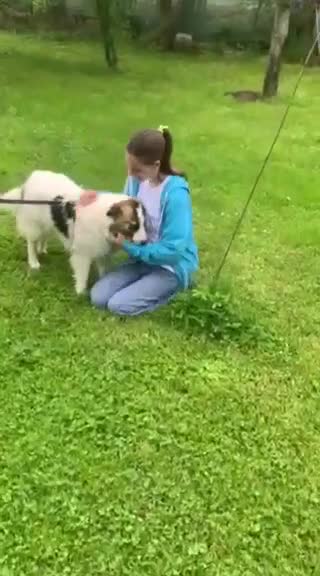 Mixed Breed dogs for adoption: Novie (Collie mix) - Video 4