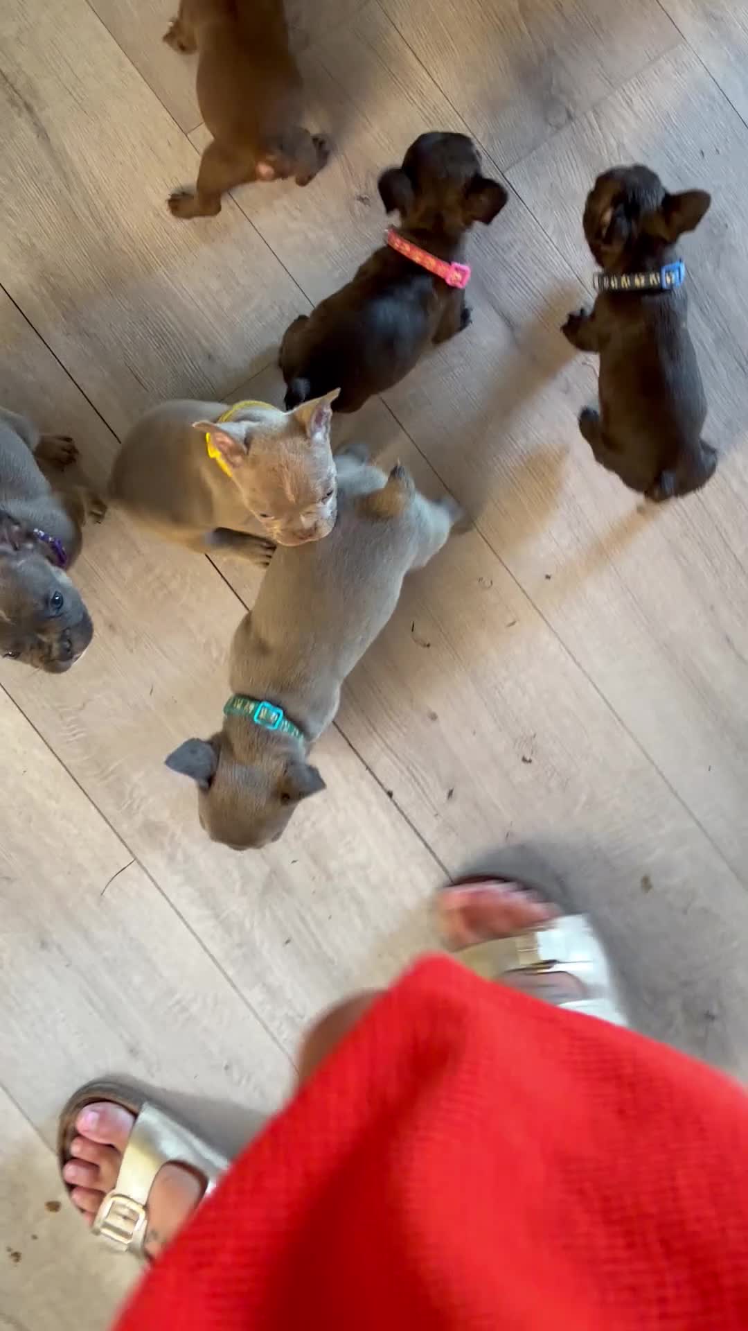 French Bulldog dogs for sale: Beautiful Frenchbulldog Puppies in Colwyn Bay - Video 1