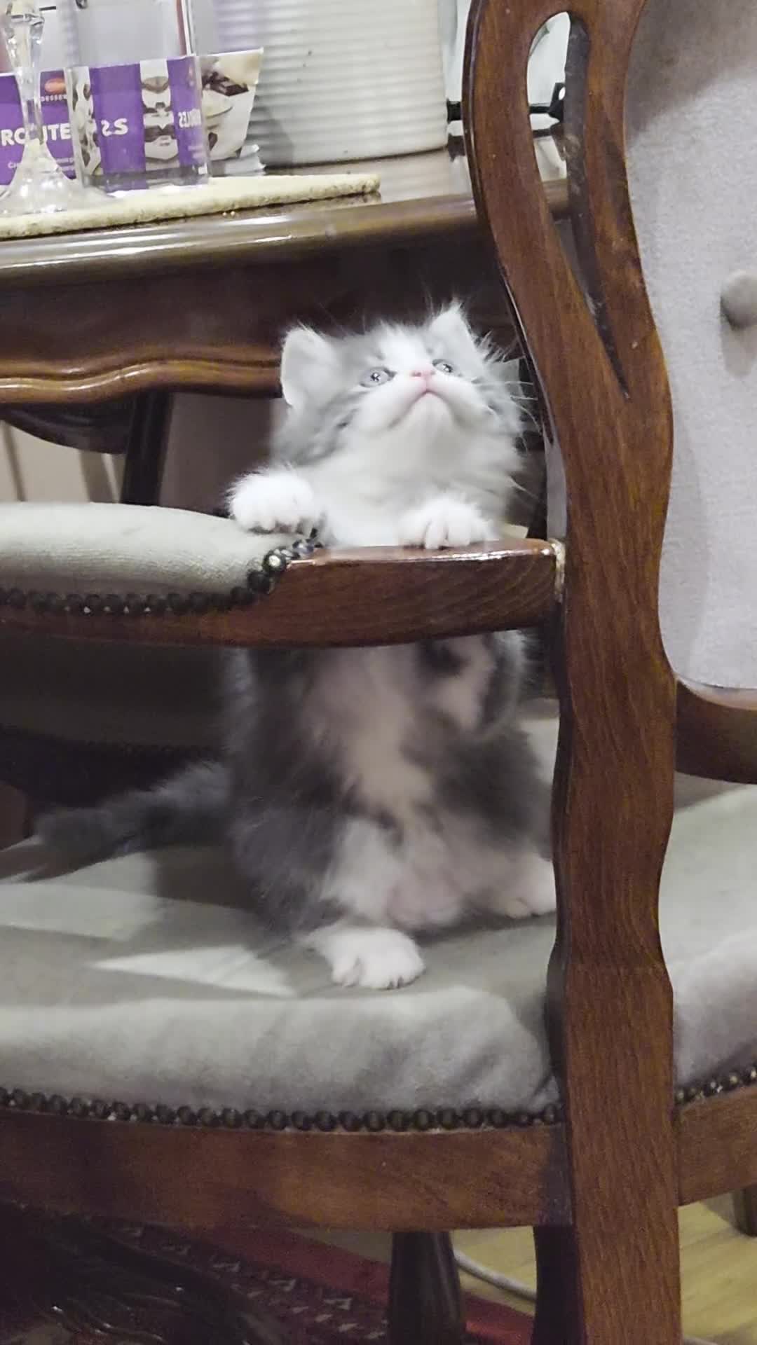 Mixed Breed cats for sale: Main Coon Mix - Video 1