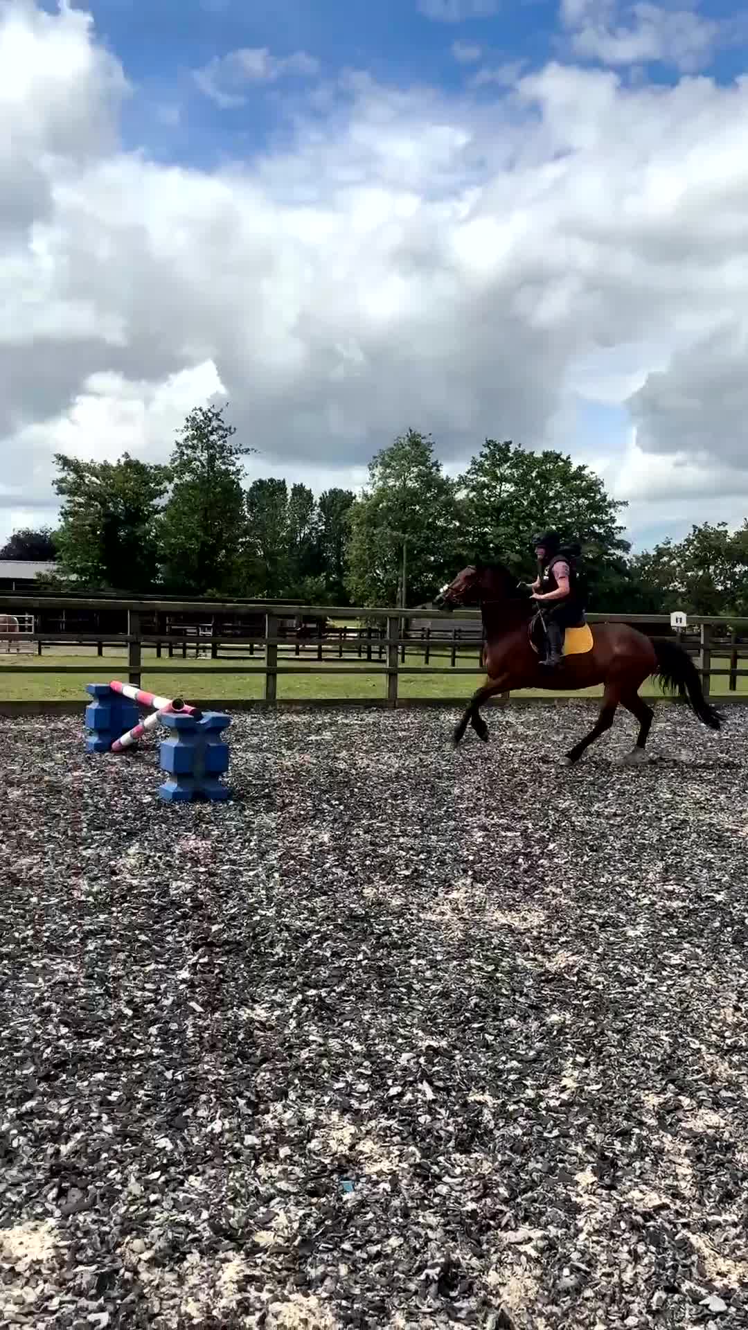Welsh Section D horses for sale: Clara  in York - Video 4