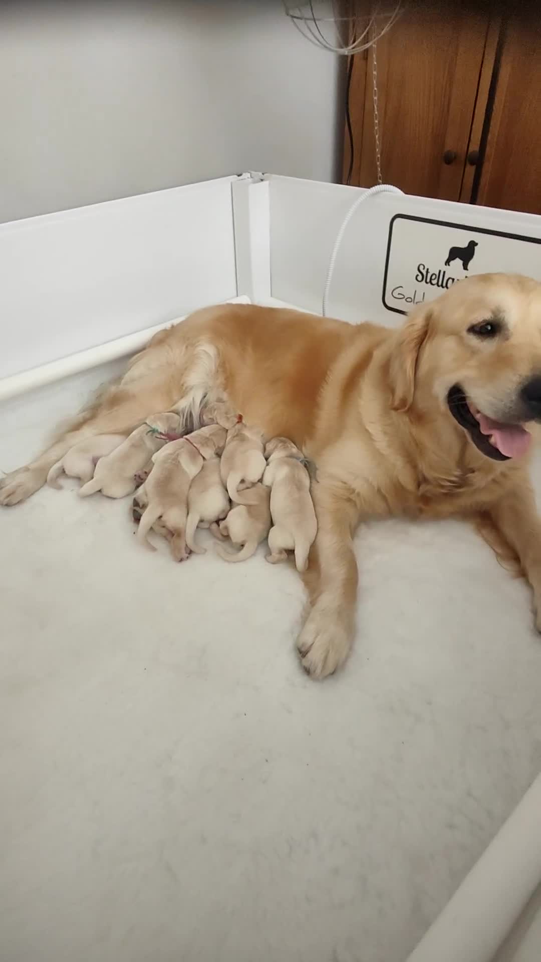 Golden Retriever dogs for sale: Stunning KC chunky show golden retriever puppies  - Video 2
