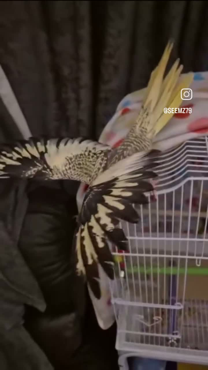 Cockatiels birds for sale: Beautiful Female Cockatiel  in Greenford - Video 1