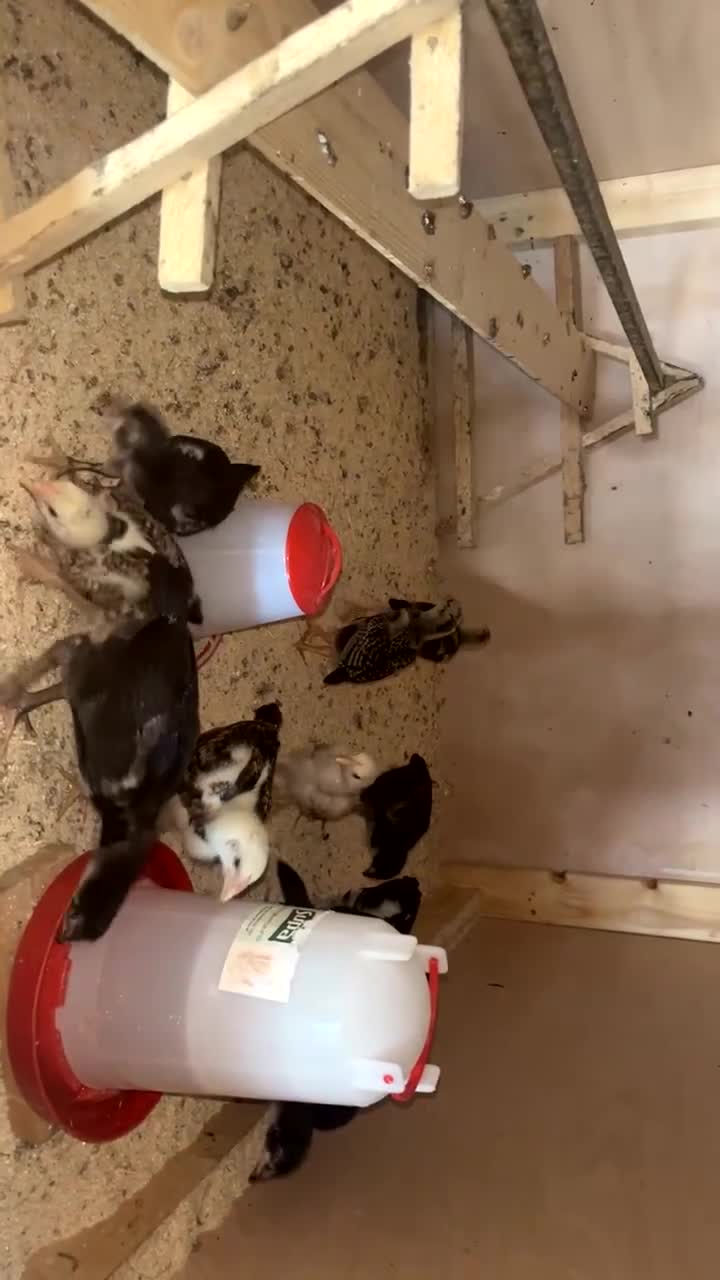 Mixed Breed poultry for sale: BrazillianXGerman O shamo in Dewsbury - Video 2