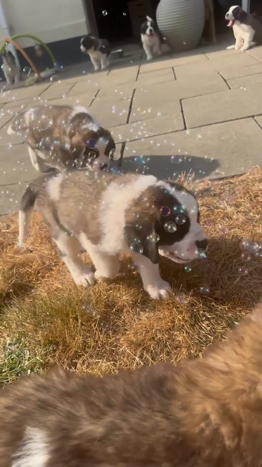 Saint Bernard dogs for sale: Pups from HIP & ELBOW scored parents  - Video 2