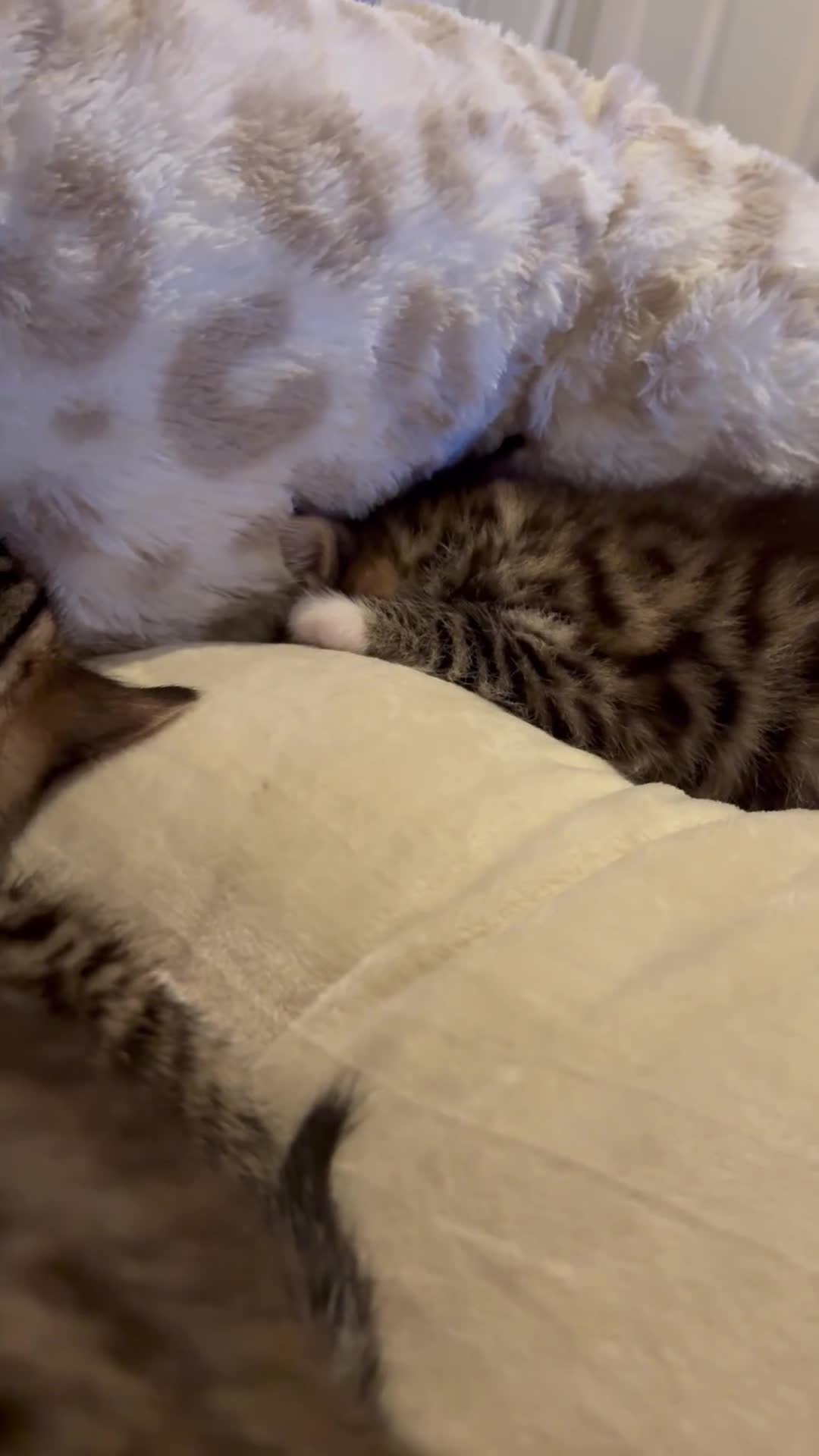 Bengal cats for sale: Bengal kittens  - Video 1