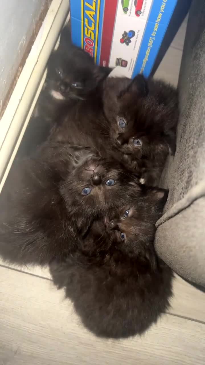 Domestic Shorthair cats for sale: 4 fluffy domestic kittens  - Video 2