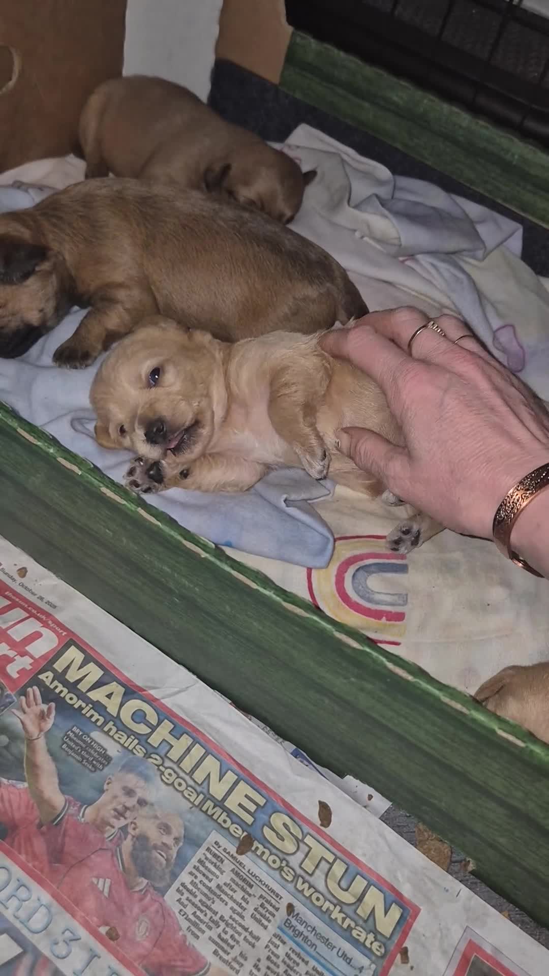 Chipoo dogs for sale: Beautiful chipoo puppys  - Video 4