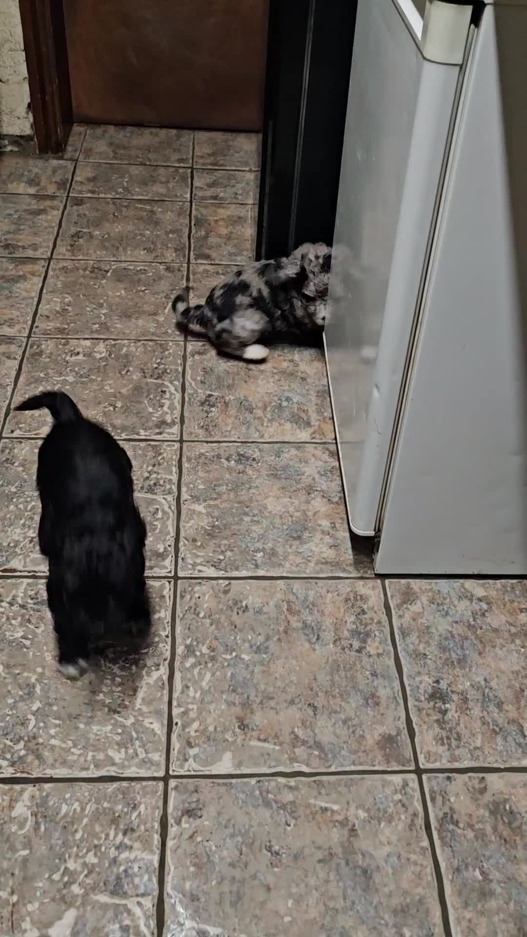 Cockapoo dogs for sale: Cockapoo Babies - Video 1