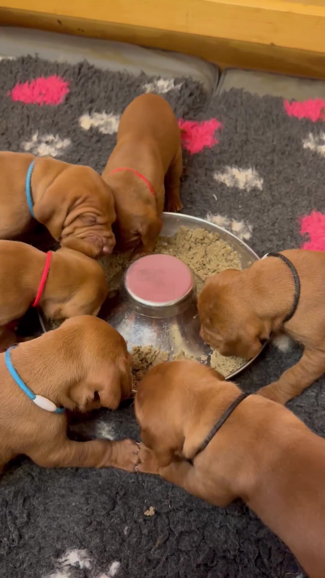 Hungarian Vizsla dogs for sale: Litter of stunning Vizslas - Video 3