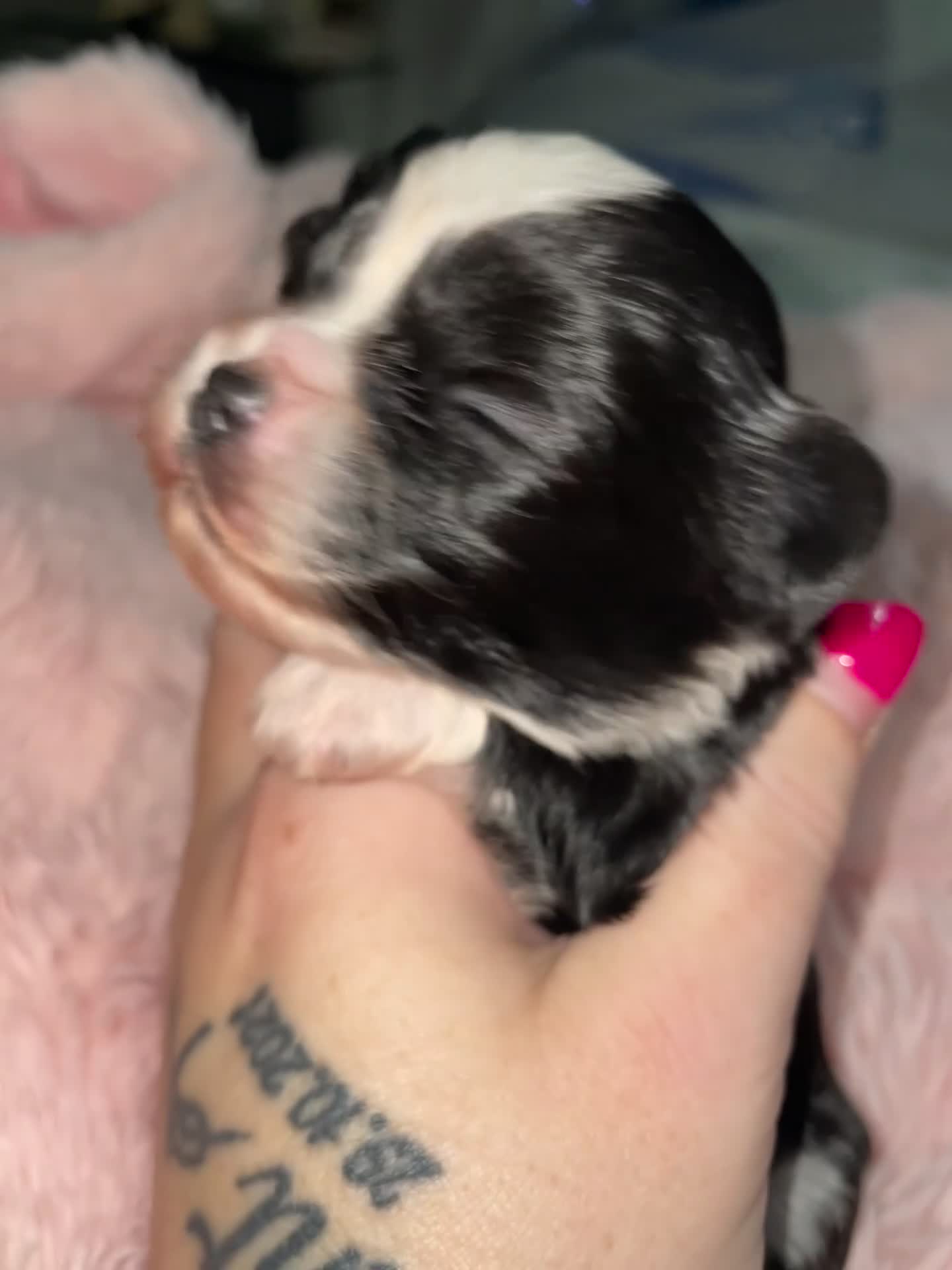 Mixed Breed dogs for sale: Puppies  - Video 1