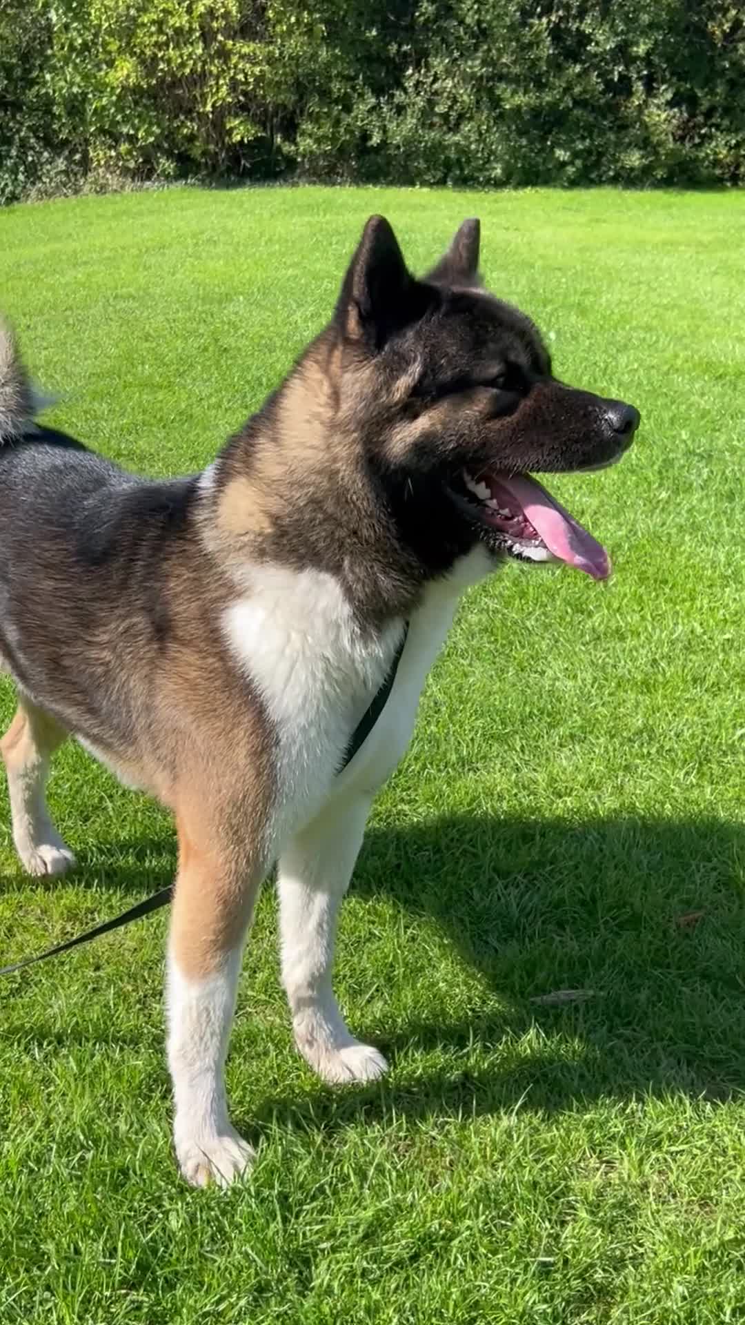 Akita dogs for stud: Chico’s finding LOVE… in Birmingham - Video 2