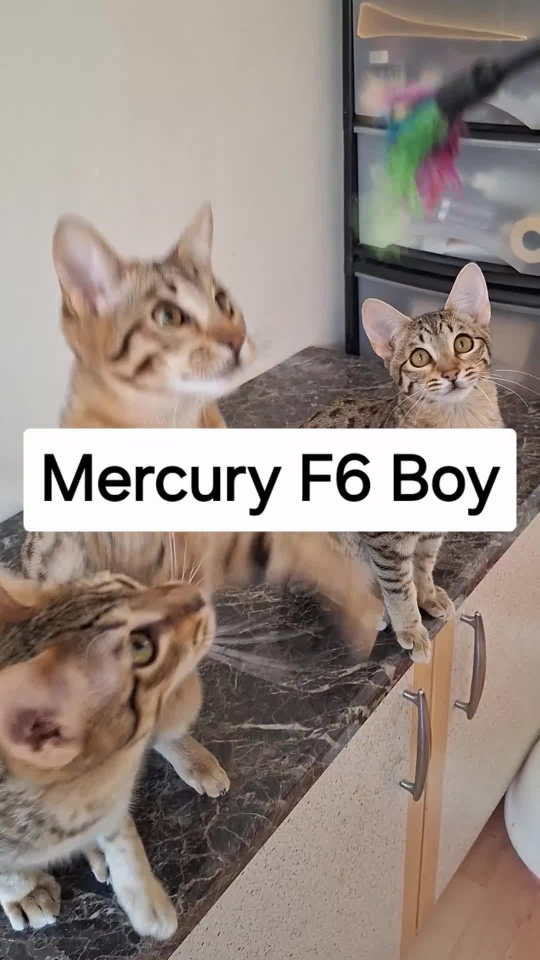 Savannah cats for sale: SAVANNAH TICA SBTF6 MERCURY SILVERED BOY in Mexborough - Video 2