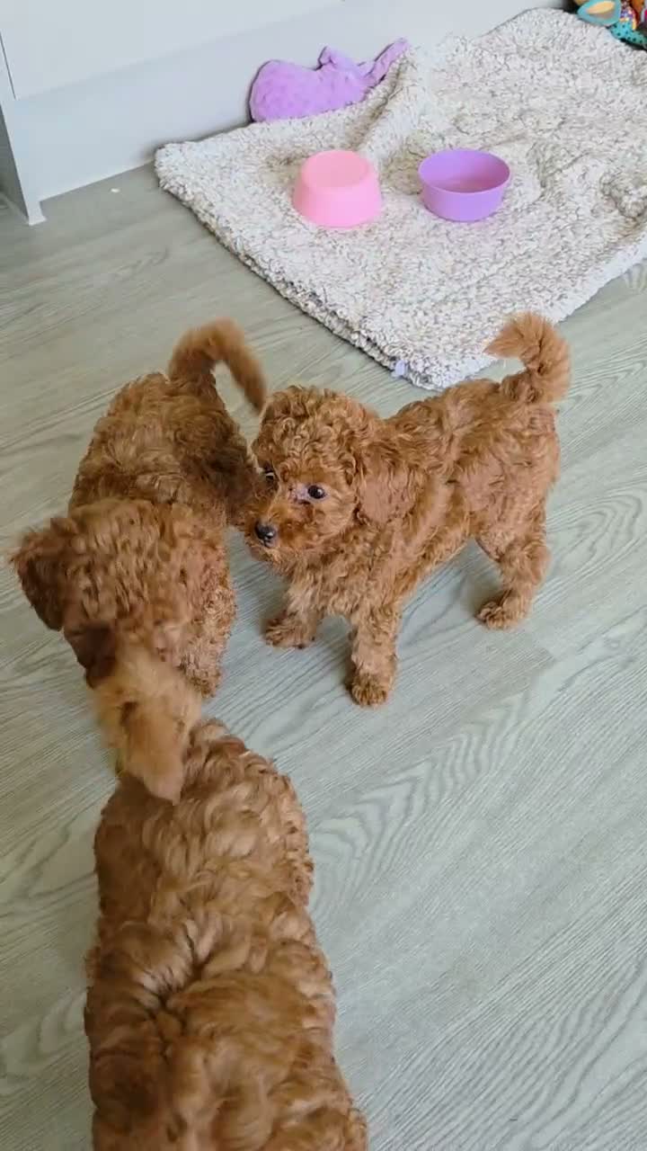Cavapoo dogs for sale: Reduced 1000 Red f1b toy cavapoos health tested - Video 1