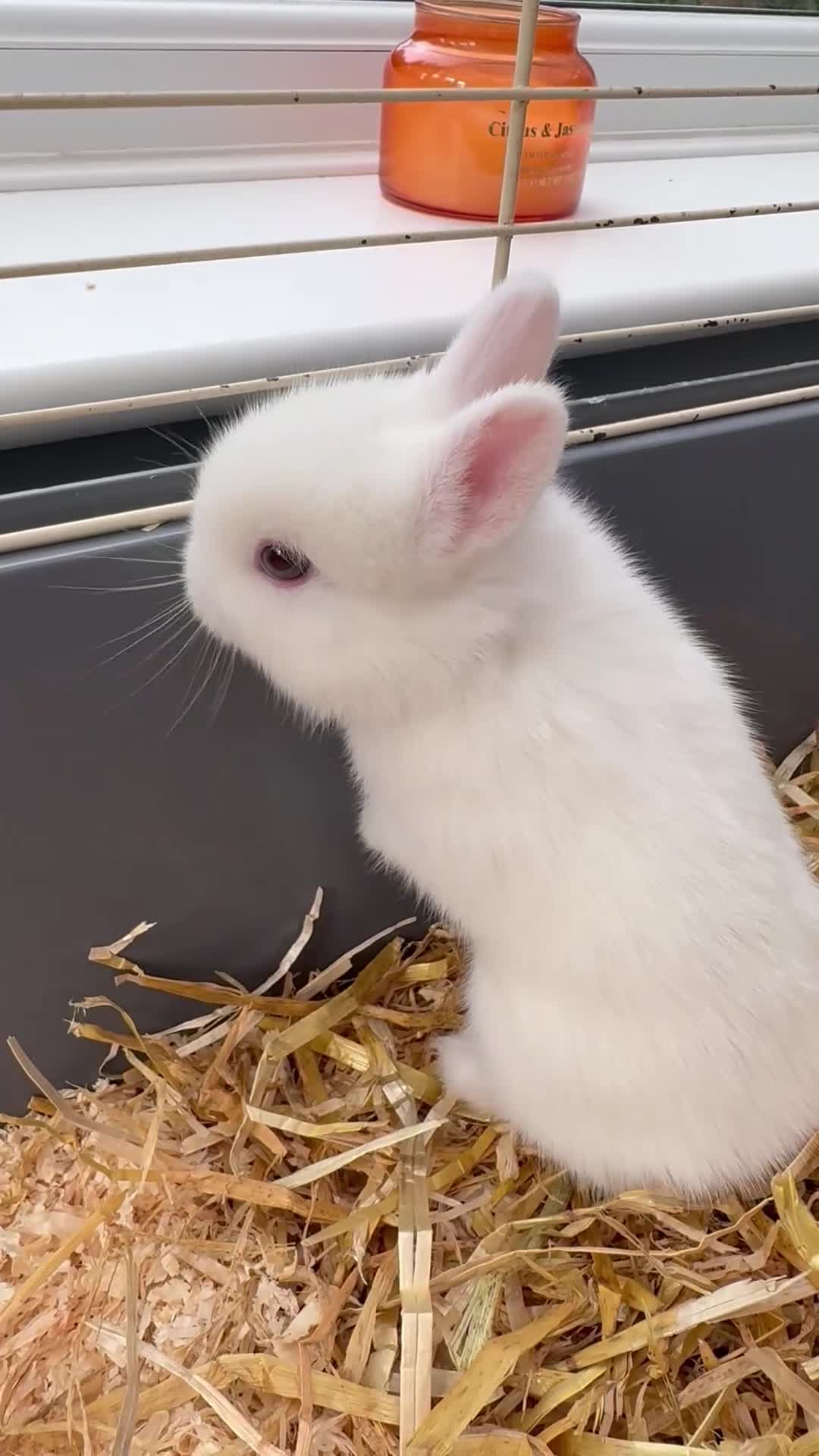 Netherland Dwarf rabbits for sale: Female Pure white blue eyed Netherland dwarf  - Video 1