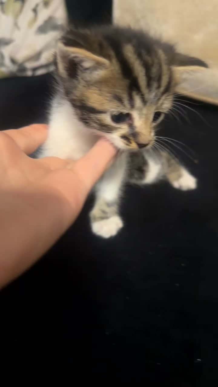 Mixed Breed cats for sale: Six kittens in Leeds - Video 2