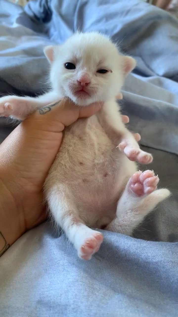 Mixed Breed cats for sale: Kieetens for sale  - Video 2