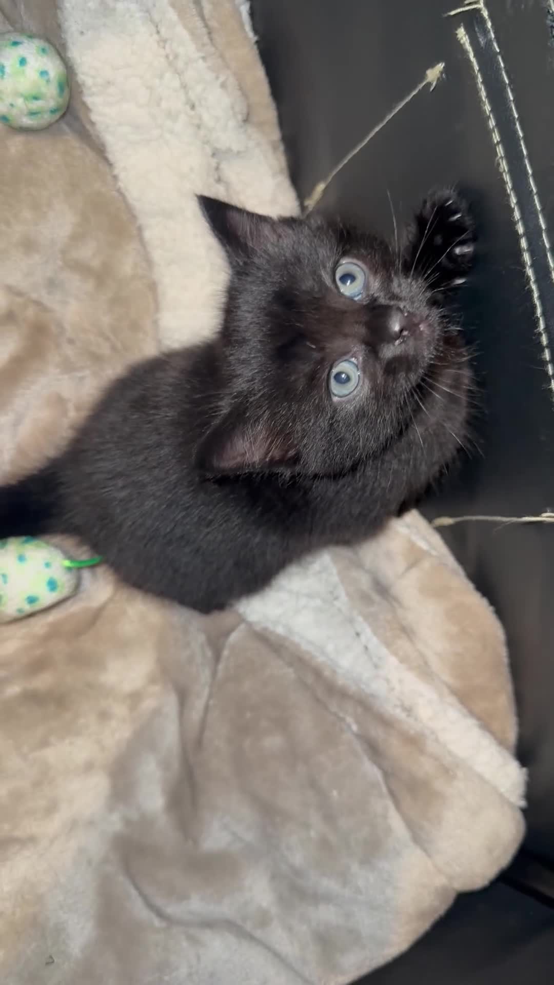 Mixed Breed cats for sale: All black male kitten for sale  - Video 1