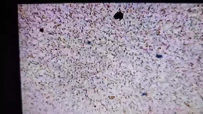 Golden Retriever dogs for stud: 💙 COMPLETLEY DNA CLEAR, ict 1 & 2 CLEAR💙 - Video 4