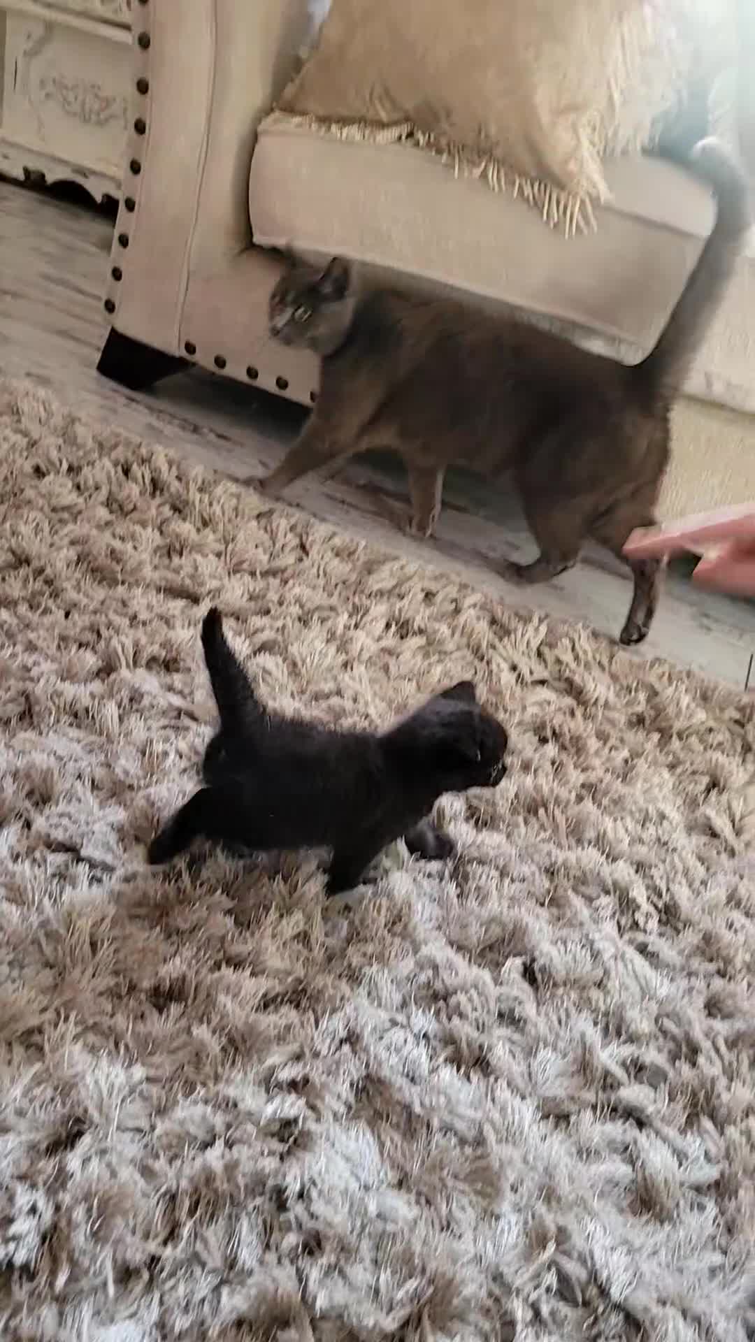 Mixed Breed cats for sale: Mix breed black with gray patten - Video 1