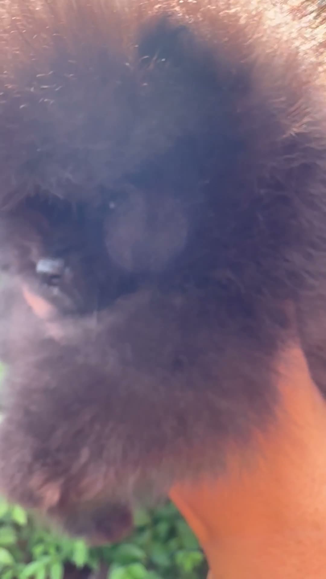Pomeranian dogs for sale: 🏆0.65 Russian/Taiwan Pomeranian female🏆 - Video 4