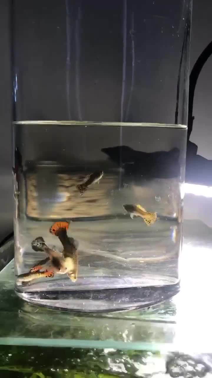 Other/Mixed Breed fish for sale: Mixed guppies 2-3 cm; guppy Fry. Fast delivery - Video 3