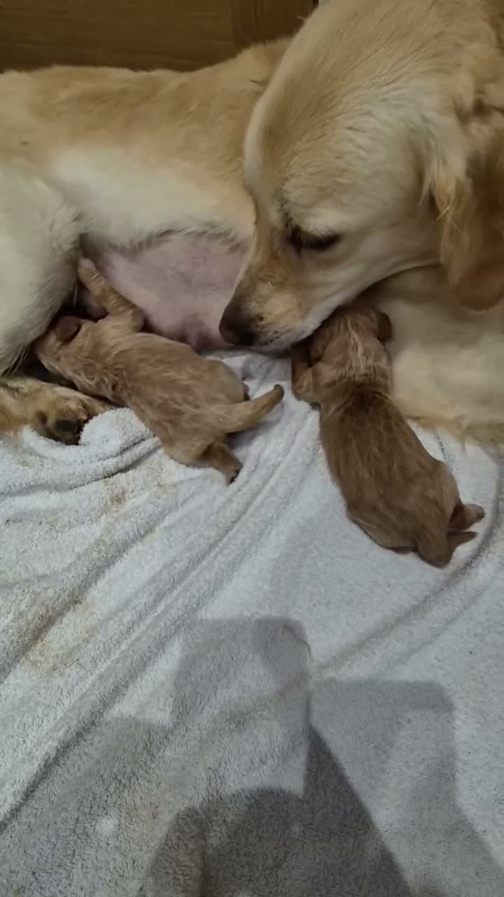 Goldendoodle dogs for sale: F1 Goldendoodle's - Video 1