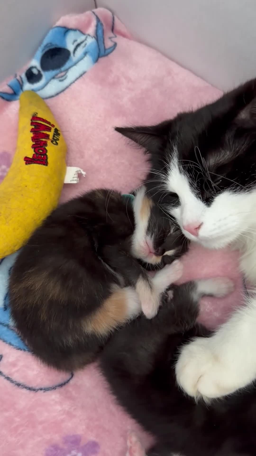 Domestic Shorthair cats for sale: FEMALE kitten for sale 🐾 - Video 2