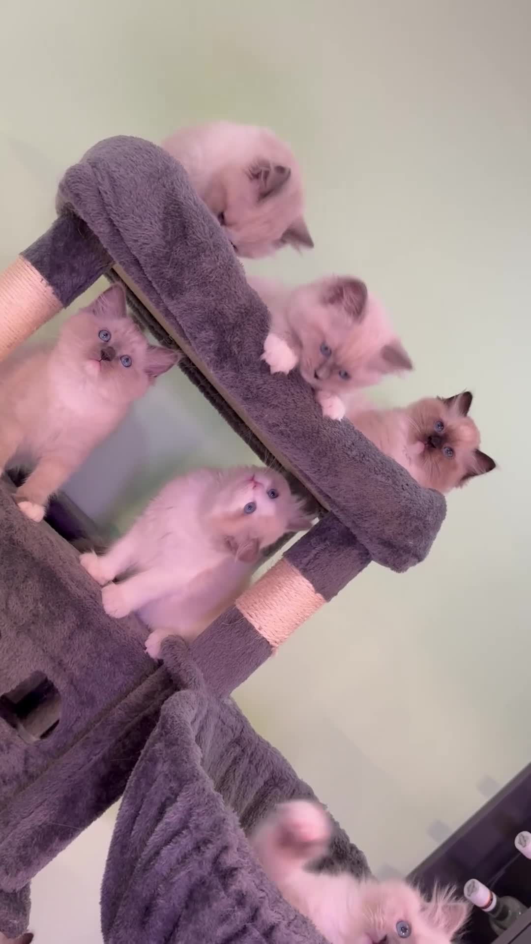 Ragdoll cats for sale: WORLD BEATIFUL RAGDOLL KITTEN/FIFe - Video 1